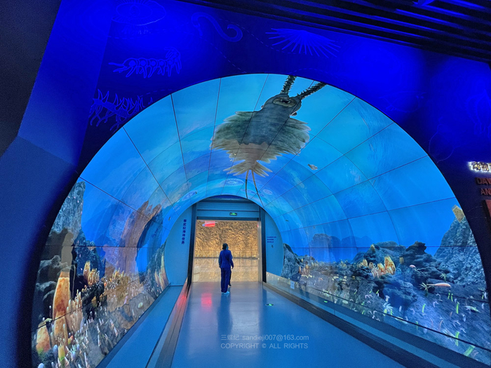 柔性有机屏拼接的寒武纪海洋“隧道”