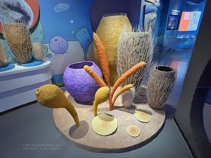寒武纪海绵动物模型