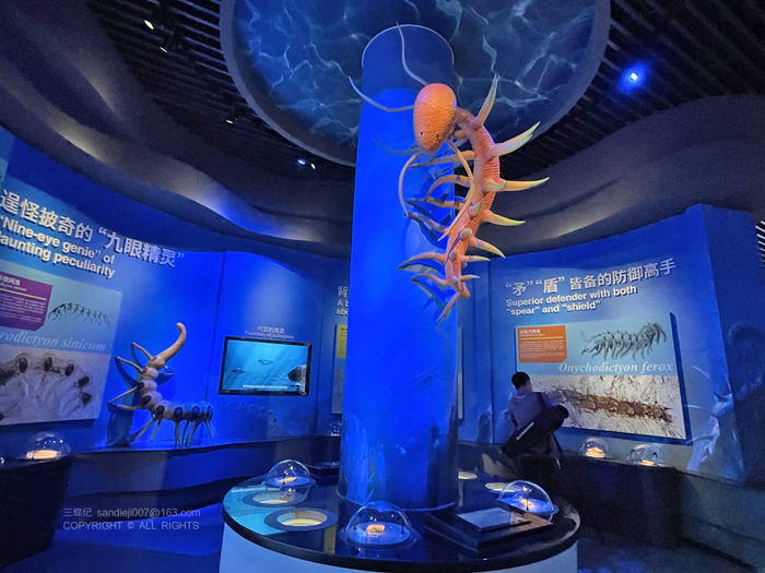 怪诞虫和中华微网虫模型