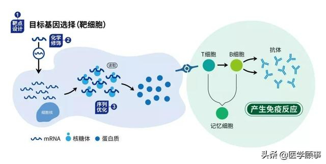 mRNA技术全流程