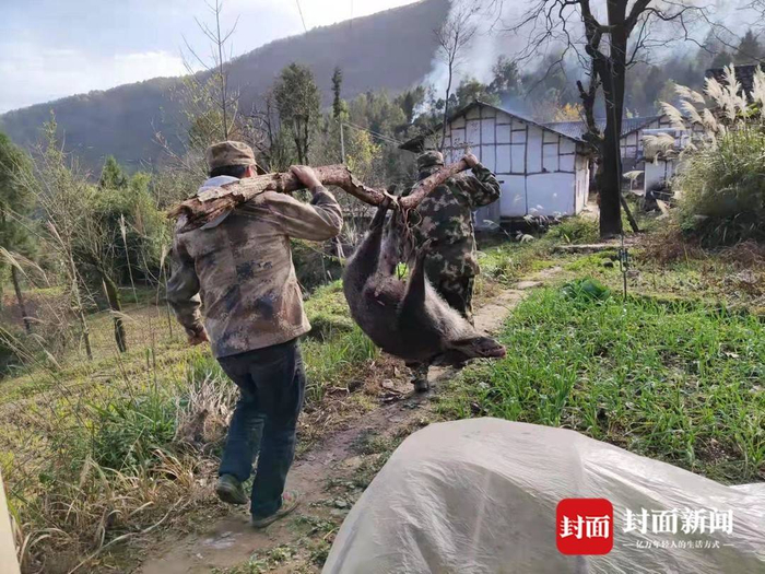 被猎杀的野猪&nbsp; 封面新闻 图