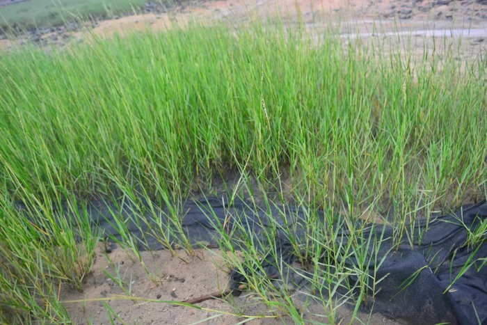 互花米草（拍摄：中国环境科学研究院李飞飞）