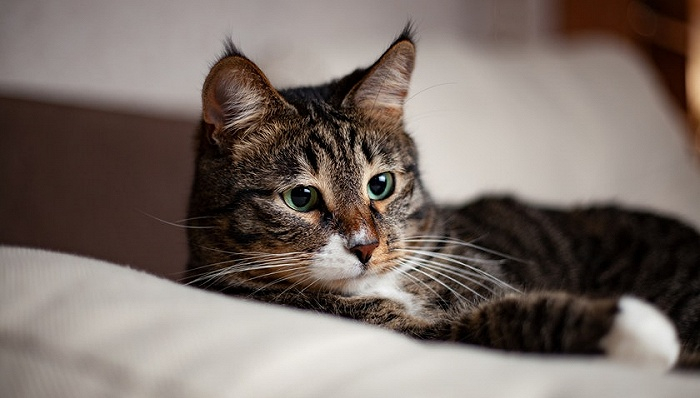 图片来源：pexels-Иван Пильгуев