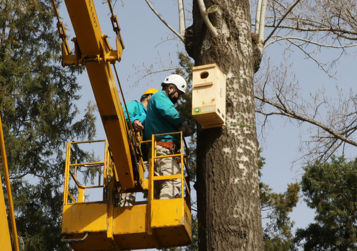 北京动物园项目组安装鸳鸯人工巢箱。