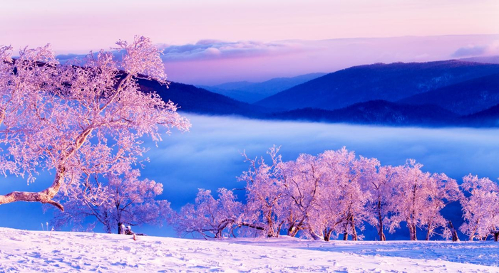 雪国雾凇。黑龙江省文化和旅游厅 供图