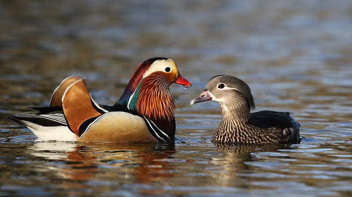 鸳鸯（左雄又雌）。