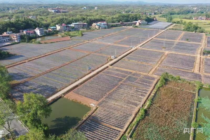金桥镇辣椒种植基地。（央广网发 通讯员供图）