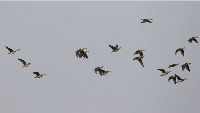放飞后的科学监测显示鸳鸯在北京城市绿心森林公园存活状况良好。