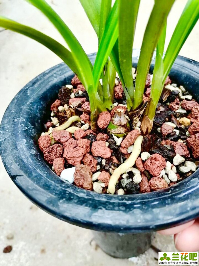 兰花是肉质根还是气生根?弄清里面的逻辑关系,出乎大家意料