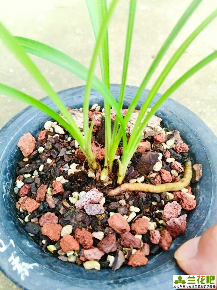 兰花是肉质根还是气生根?弄清里面的逻辑关系,出乎大家意料
