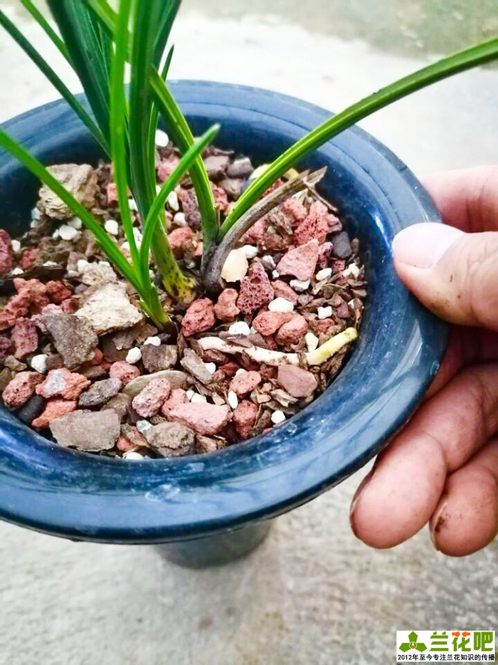 兰花是肉质根还是气生根?弄清里面的逻辑关系,出乎大家意料