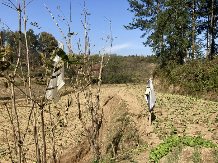  村民们在地里挂起衣服防野猪