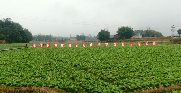 梁平区“三社”融合万亩榨菜发展示范基地（央广网发 重庆供销合作社供图）