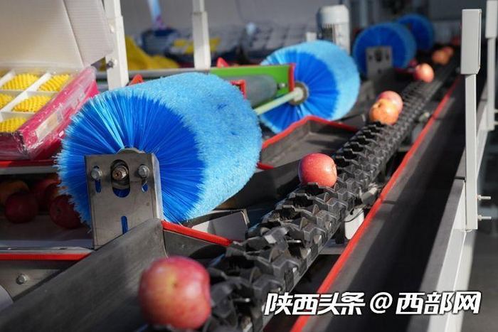 苹果自动化分选线。