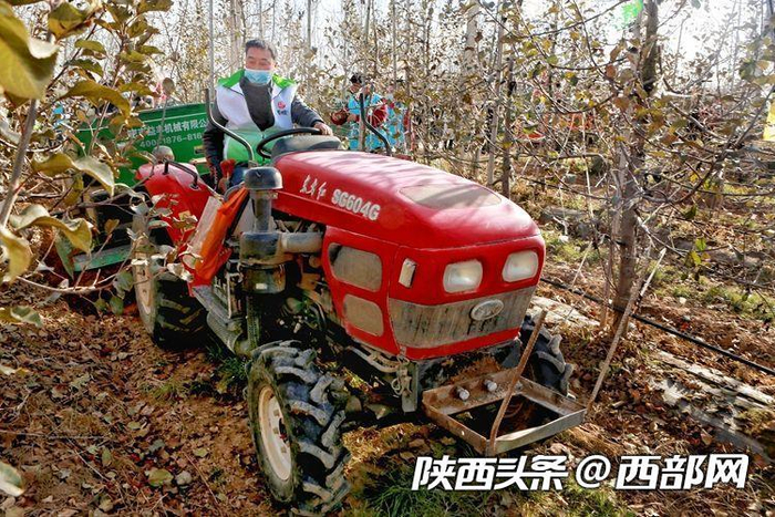 工人正驾车给苹果园施羊粪等有机肥。