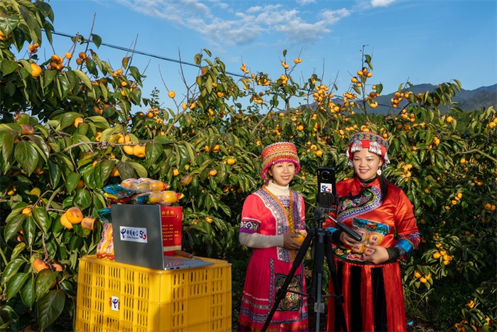 在恭城瑶族自治县嘉会镇一片果实累累的柿子林里，身着民族服饰的瑶族姑娘正在通过5G网络直播销售柿子（央广网发 刘桂英摄）