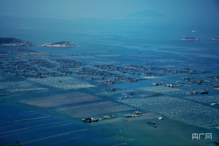 黄岐“海上牧场”（央广网发 龚雯摄）