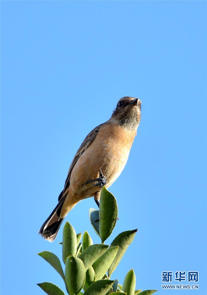 鸟类摄影组图:冬日老君山遇上多彩鸟儿