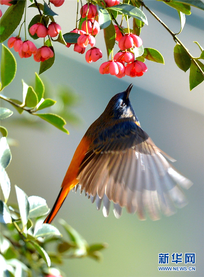 鸟类摄影组图:冬日老君山遇上多彩鸟儿