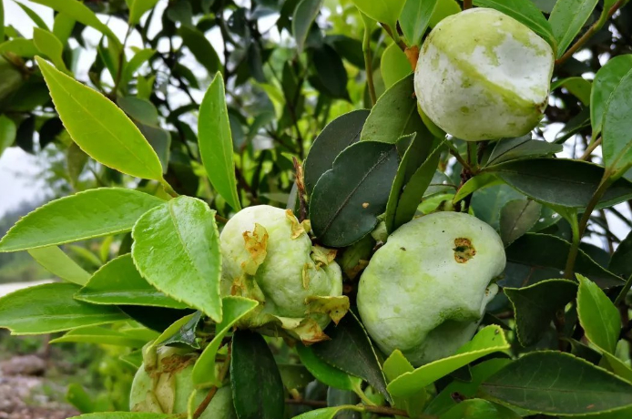 过去是孩子零食的“茶泡”,现在大人抢着吃?怎么回事?|山茶树|山茶油|果实