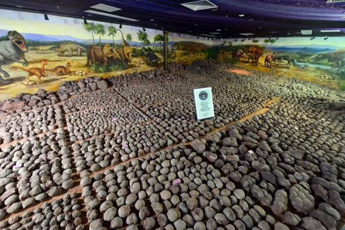 ▲河源恐龙博物馆里珍藏的恐龙蛋化石。该馆馆藏恐龙蛋化石约1.8万枚，为世界第一。