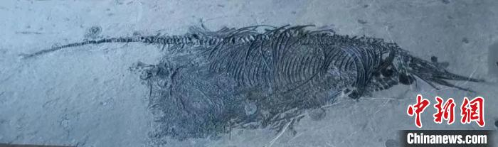 来自两亿年前的客人：周氏黔鱼龙。　成都理工大学供图