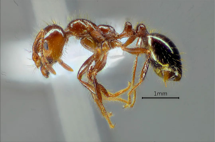 红火蚁侧面照（资料照片）。新华社发（徐正会摄）