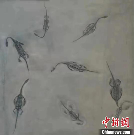 江苏校友们捐赠的贵州龙化石。　成都理工大学供图