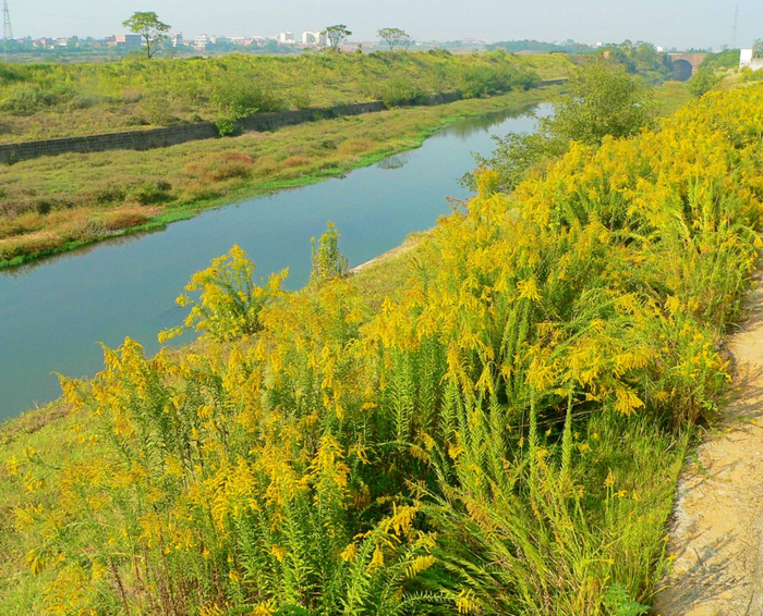 加拿大一枝黄花（资料图）