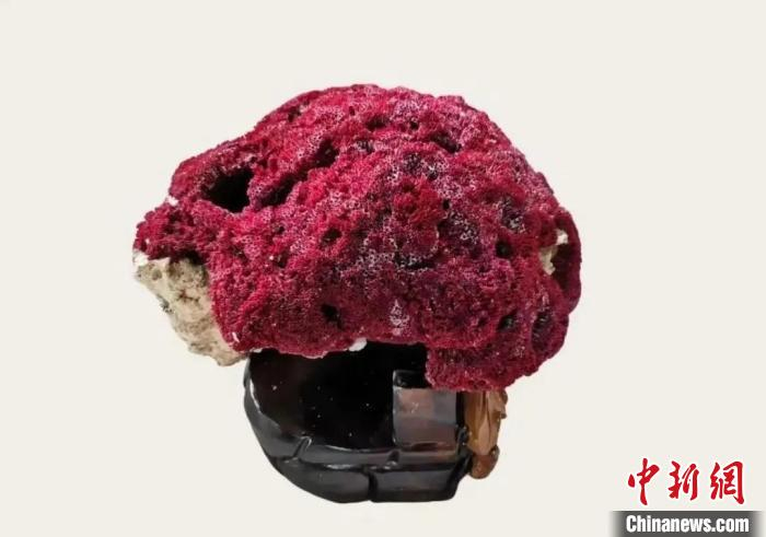 海南校友们捐赠的产于南海的红管珊瑚。　成都理工大学供图