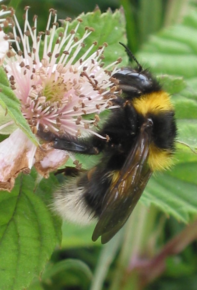 长颊熊蜂Bombus hortorum    维基百科 图