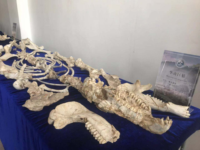 华南巨貘化石 周小平 摄