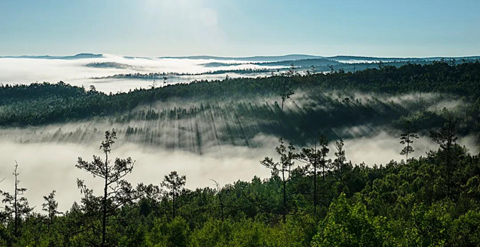 内蒙古大兴安岭森林 杨树海 摄