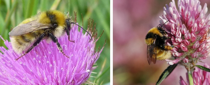 卓熊蜂采蜜   熊蜂保护基金会 图