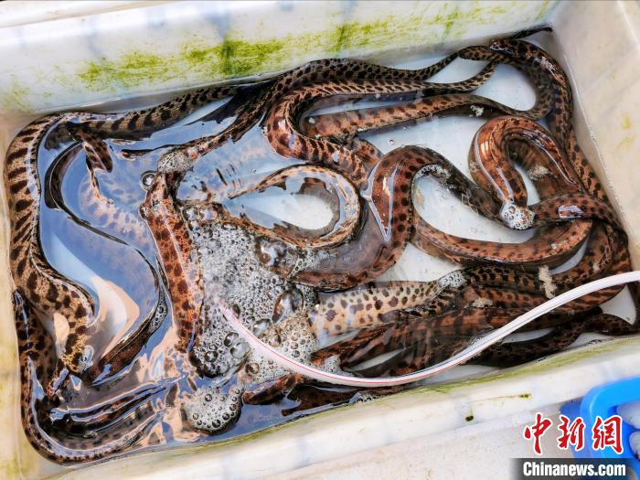 台山海鲜市场中销售的石角鳝 李晓春 摄