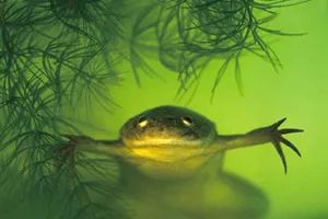 非洲爪蟾，图：中国科学院·《生命世界》杂志