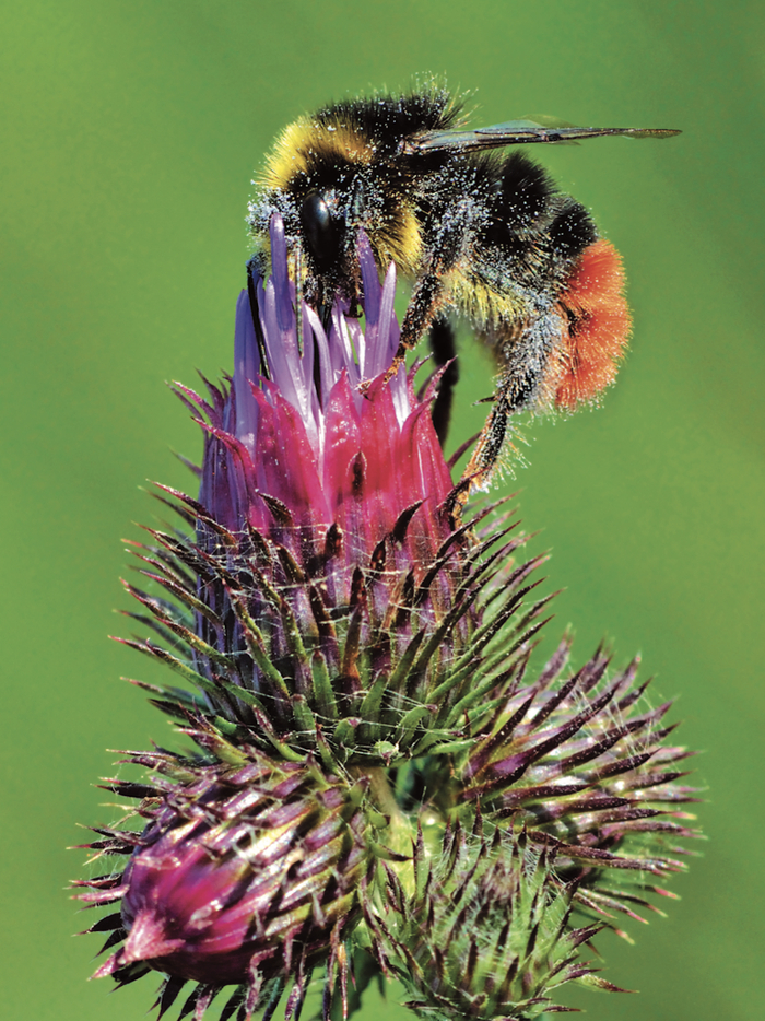红尾熊蜂（Bombus lapidarius）