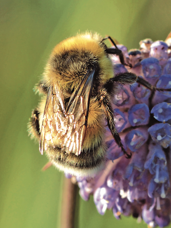 欧石南熊蜂       译林出版社  图