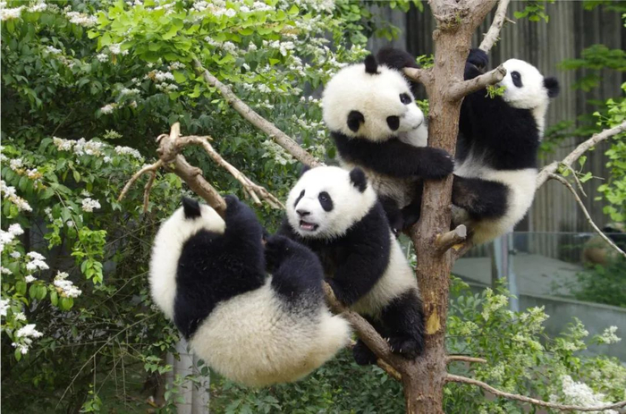 憨态可掬的大熊猫。成都大熊猫繁育研究基地供图