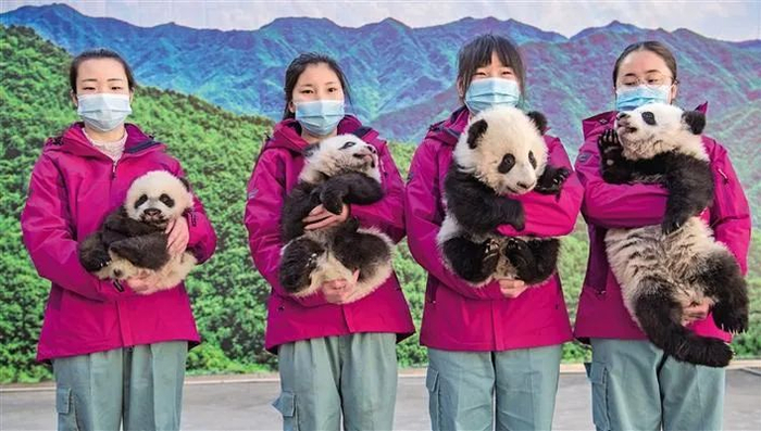 　　1月12日，秦岭大熊猫研究中心饲养人员展示可爱的3只雌性、1只雄性大熊猫宝宝。&nbsp; 本文图片&nbsp;微信公众号“陕西发布”