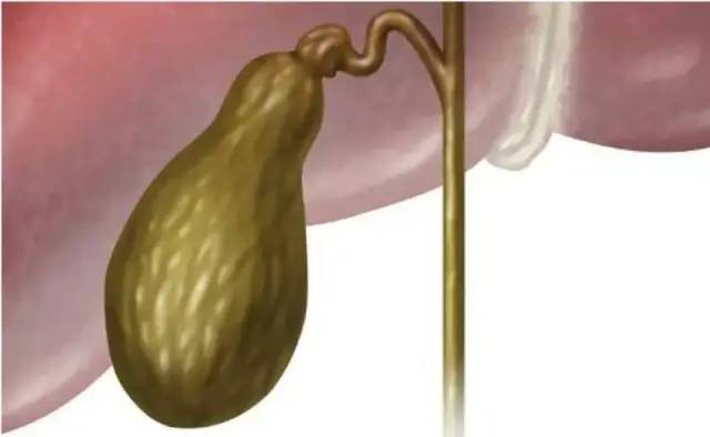 六腑:胆、胃、小肠和大肠都是什么“官职”|小肠|大肠|六腑