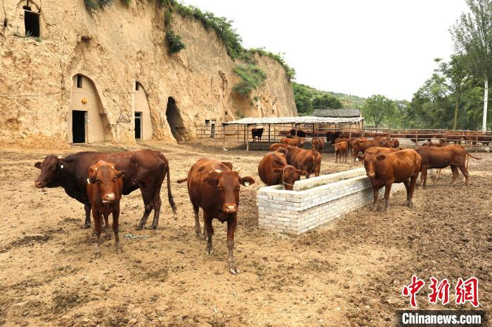    图为甘肃平凉市崇信县黄寨镇甘庄村窑洞养牛示范带。（资料图）　吴文斌　摄