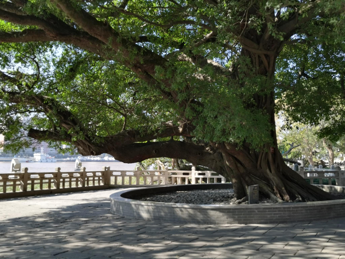 江心屿上种植的榕树