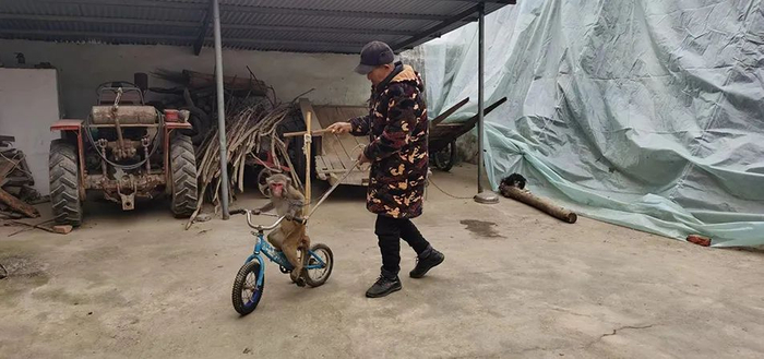 新野猴戏艺人正在训练猴子骑小车。澎湃新闻记者 段彦超 摄