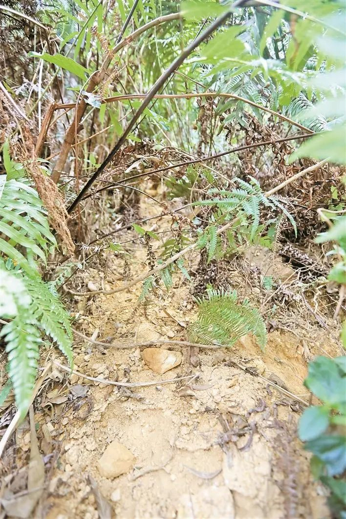 在仙湖植物园苏铁园附近发现的一条野猪兽道。深圳晚报记者 李晶川 摄