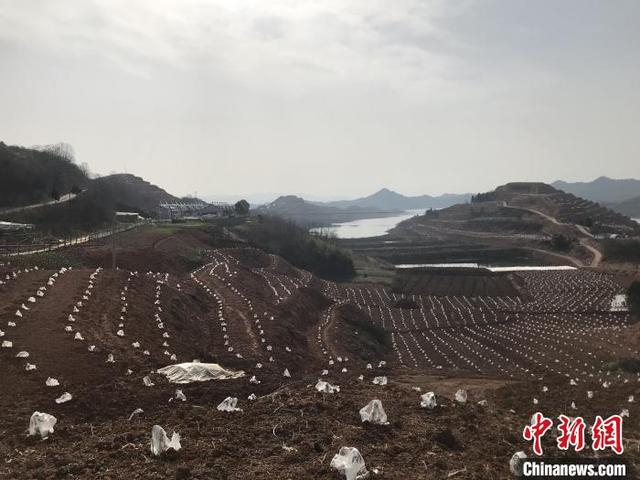 管理人员给新种的苗木穿上防寒罩。 陈伟 摄