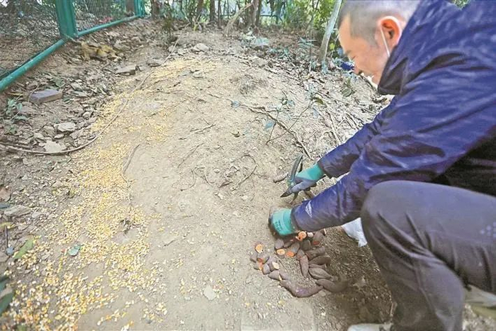 张文晖在为野猪投放诱饵。深圳晚报记者 李晶川 摄
