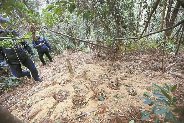 野生动物救护中心工作人员经过一处已经废弃的野猪陷阱，这是第二头野猪“落网”之处。深圳晚报记者 李晶川 摄