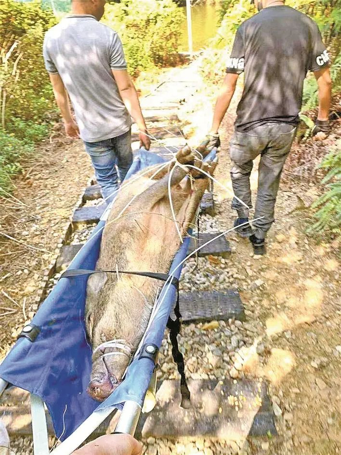 野生动物救护中心工作人员将被捕获的野猪运送下山。深圳市野生动物救护中心供图