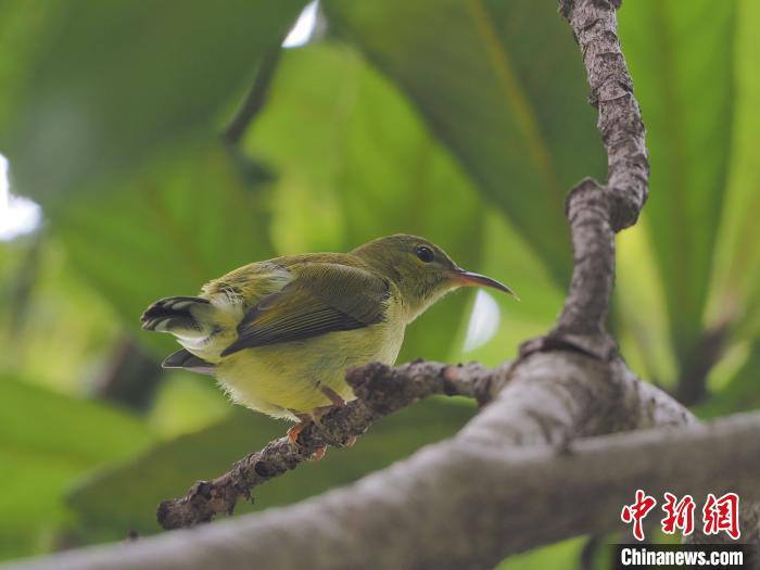 图为一只叉尾太阳鸟在树枝上栖息。钟永乐 摄